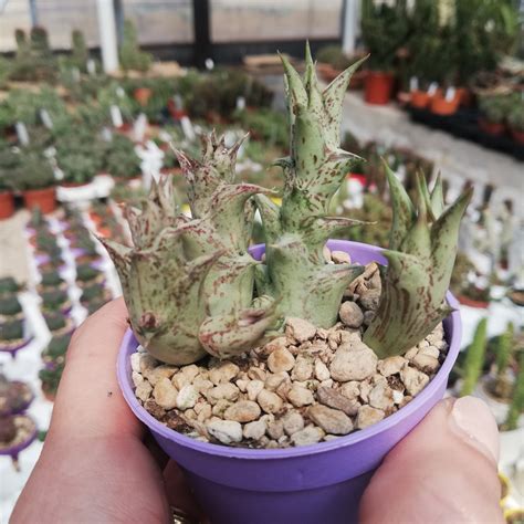 For a christmas cactus, it needs fertilizers for its stem segments not to drop to the ground. Caralluma hesperidum - Giromagi Cactus and Succulents