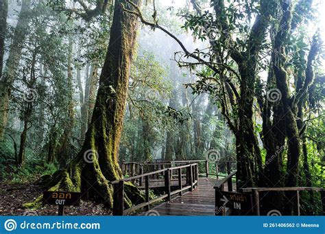 Beautiful Rain Forest At Ang Ka Nature Trail In Doi Inthanon National