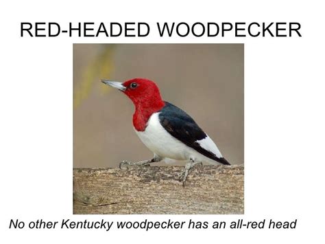 Red Headed Woodpecker Backyard Birds Woodpecker Redheads