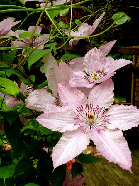 Clematis Vines Comes In So Many Different Varieties Just About Any