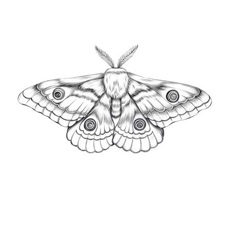 Illustration Moth Tattoo Design Moth Tattoo Moth Illustration