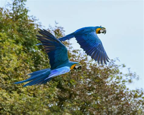 Loro Volar Guacamayo Azul · Foto Gratis En Pixabay