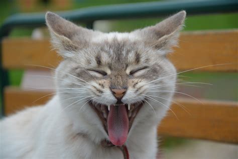 Cat Muzzle Yawn Hd Wallpaper Wallpaper Flare