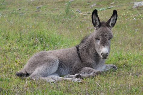 Donkey Gray Baby Resting Stock Image Image Of Gray Agriculture 80907155