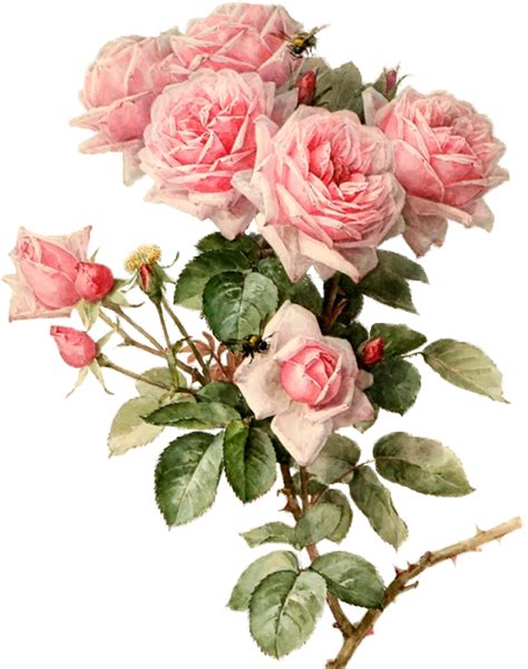Pink Roses Vintage Diy Vintage Flowers Vintage Floral Botanical