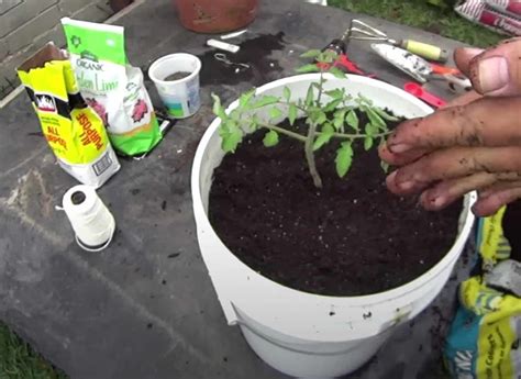 Can I Grow Tomatoes In A Five Gallon Bucket Gardening Channel
