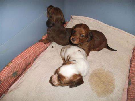 Find dachshund puppies for sale with pictures from reputable dachshund breeders. AKC Dachshund Puppies for Sale in Grants Pass, Oregon Classified | AmericanListed.com
