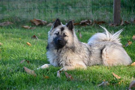 Gus the eurasier at 3 years old— he is the best dog; Eurasier | Dog Breeds Facts, Advice & Pictures | Mypetzilla UK