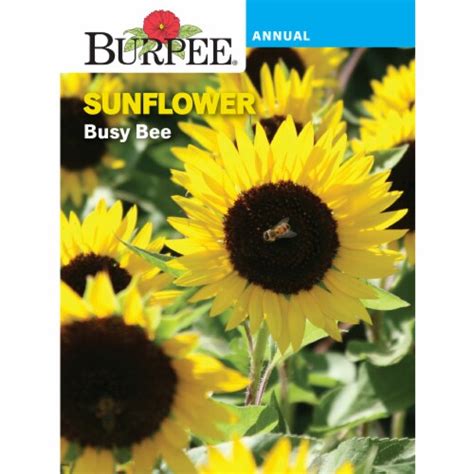 Burpee® Sunflower Busy Bee Seeds 1 Ct Kroger
