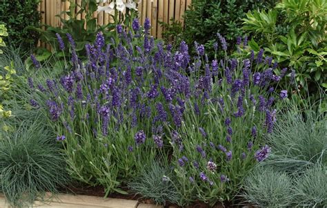 Ellagance Purple Lavender Fresh Plants