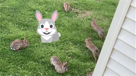 Hump Day Featuring Five Bunnies Weird Wednesday Youtube
