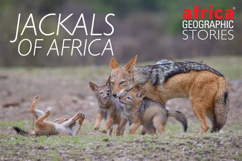 jackals of africa consummate survivors africa geographic