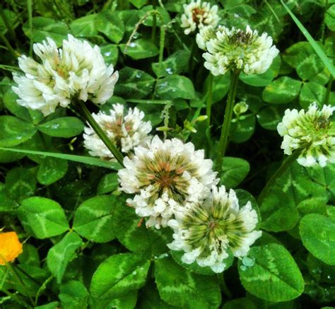White Clover Trifolium Repens Biodiversity Of The Central Coast
