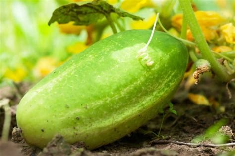 How To Grow Cucumbers From Seeds Garden Helpful