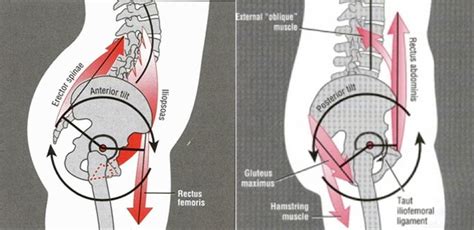 Hips Hips Hips My Trials With Excessive Anterior Pelvic Tilt Peak