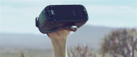 Who Would Put A Vr Headset On An Ostrich Samsung