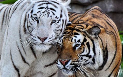 10 Top White Bengal Tigers Wallpaper Full Hd 1080p For Pc