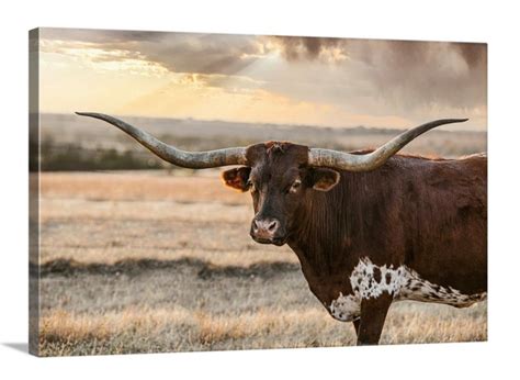 Cow Wall Art Longhorn Art Texas Longhorn Canvas Print Metal Etsy