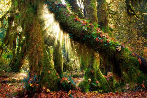 Enchanted Forest Photograph By Inge Johnsson Fine Art America