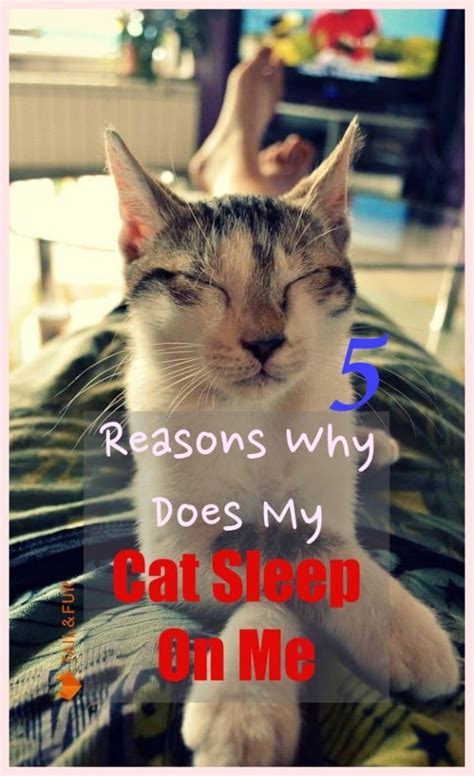 5 Reasons Why Does My Cat Sleep On Me