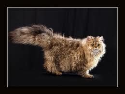curly furred cat funny animals