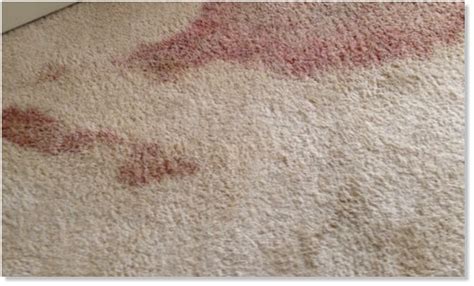 Moisten the blood stain thoroughly. How to Get Blood Out of a Wool Carpet - East Anglia Carpet ...