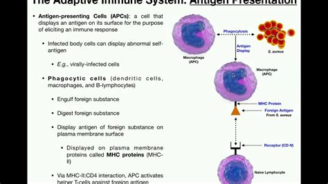 Anatomy Basics Of Antigen Presentation Youtube