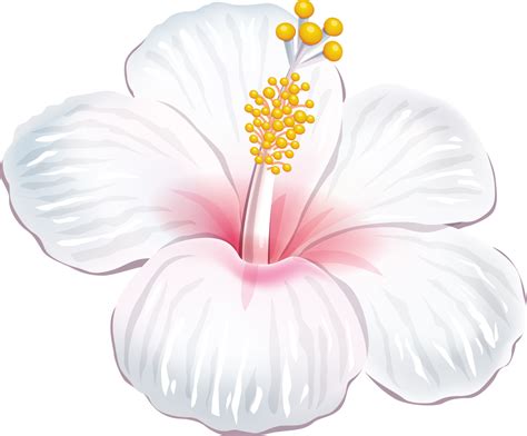 Hawaiian Flower Art Png