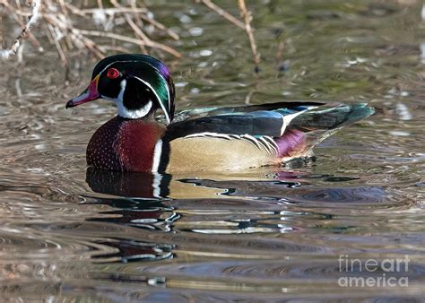 Wood Duck Drake Photograph By Mike Dawson