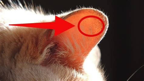 Get Rid Of Ear Mites In A Cat Taking Care Of Cats Youtube