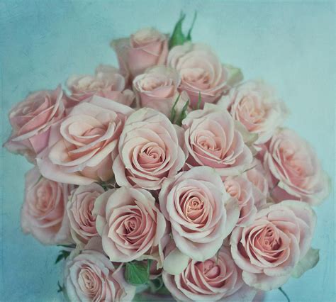 Pink Roses Photograph By Kim Hojnacki Fine Art America