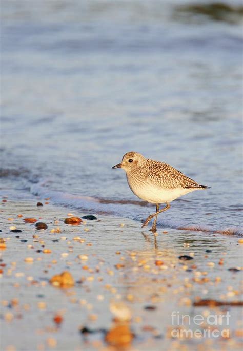 Grey Plover Photograph By John Devriesscience Photo Library Pixels