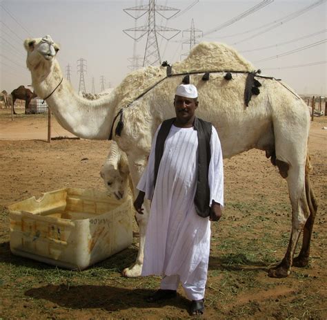 Saudi Arabia Camel Souk Of Riyadh Minor Sights