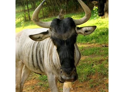 Animals That Start With W / Animals On The Farm By Mbp W Kobylce On