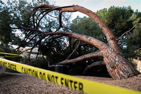 Large Tree Falls Down In Front Of Ackerman Union Daily Bruin