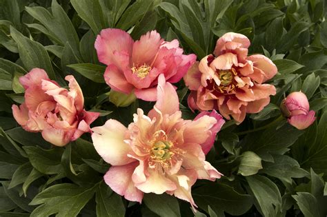 Kopper Kettle Itoh Peony Plant Library Pahls Market Apple Valley Mn