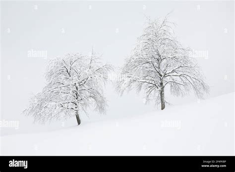 Two Snowy Pear Trees In Winter Oberaegeri Canton Zug Switzerland