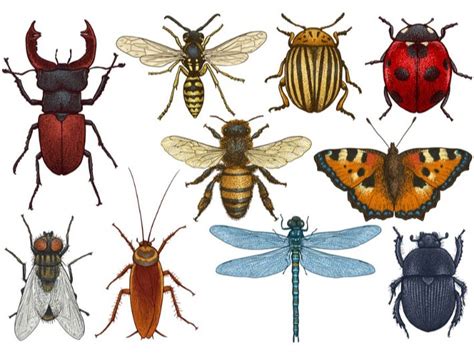 بحث عن الحشرات الضارة والنافعة للصف الرابع الابتدائى