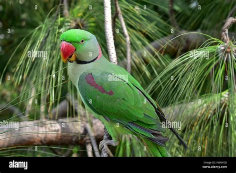 An Alexandrine Parakeet Or Alexandrian Parrot Psittacula Eupatria