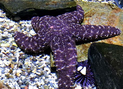 Colorchallenge Sundaypurple Starfish By Sunscape — Steemit Nature