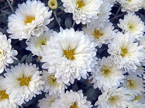 Hd Wallpaper Flowers Chrysanthemum White Flower Wallpaper Flare