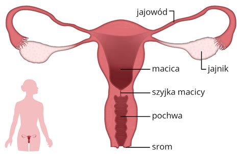 Jak działa układ rozrodczy Cała jesteś piękna