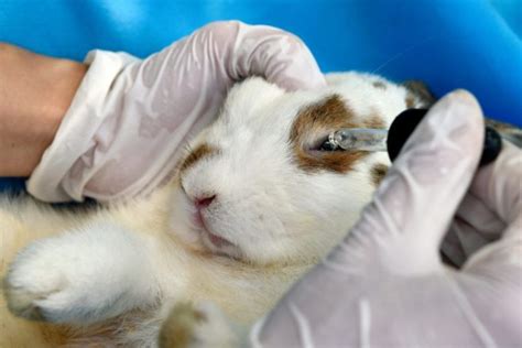 Болезни глаз у кроликов причины симптомы лечение фото и описание