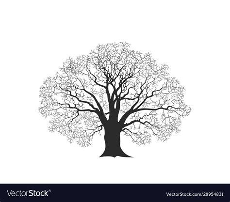 Oak Tree Royalty Free Vector Image Vectorstock