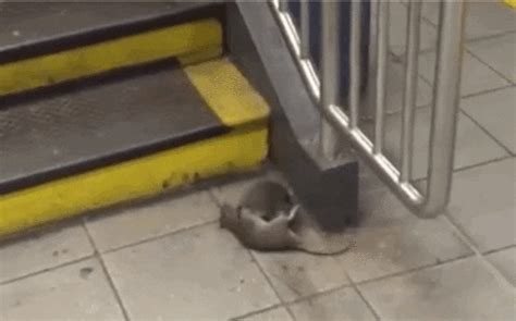 Rat Find Share On Giphy