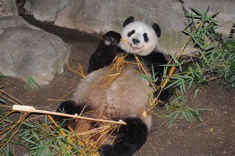 Full Body View Of Panda Bear Free Stock Photo Public Domain Pictures