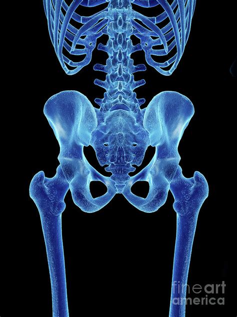 Hip Bone Photograph By Sebastian Kaulitzkiscience Photo Library Pixels
