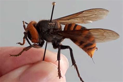 Japanese Honeybees Learned How To ‘cook Asias Murder Hornets To Death