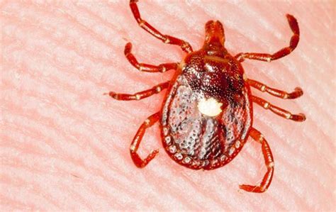 Lonestar Ticks Most Common Pests In Massachusetts And New Hampshire