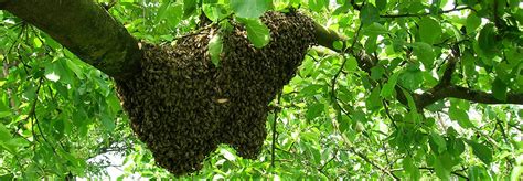 Pour captiver les abeilles, vous devez enduire les cadres de votre ruche d'eau miellée ou d'une composition de cire et de propolis. Attirer un essaim d'abeilles dans une ruche : comment capturer un essaim